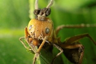 Curiosidades de la Naturaleza: un peculiar salvador