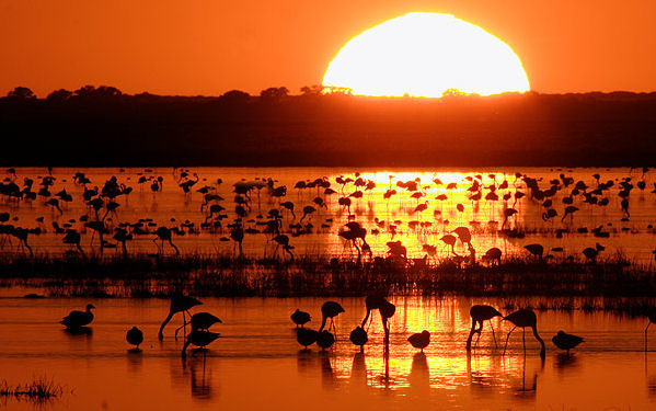 El Acuífero que abastece Doñana agotado