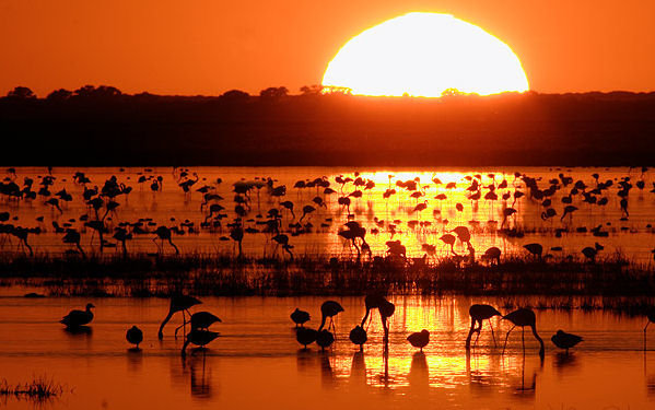 Vierten Aguas Residuales sin depurar a Doñana