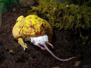 Curiosidades de la Naturaleza: Ranas que recuperan los dientes