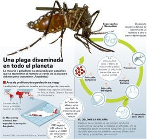 Contra el dengue: fábrica de mosquitos