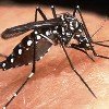 Contra el dengue: fábrica de mosquitos