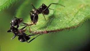 Los móviles provocan daños al cerebro de las hormigas