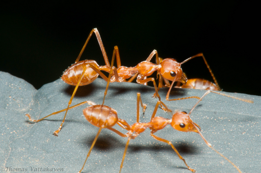  Curiosidades de la Naturaleza: Lobas con piel de hormiga 