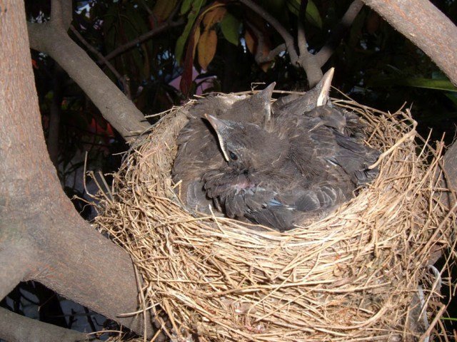 La vistosidad del macho depende de donde nidifiquen 