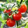El origen del color del tomate descubierto