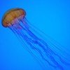 Nace una aplicación que informa de las medusas