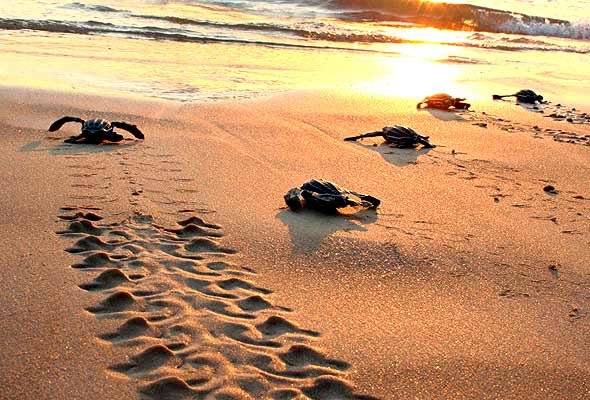 Curiosidades de la Naturaleza : embriones que se sincronizan para nacer