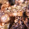 Curiosidades de la Naturaleza : Reinas sin obreras