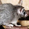 Curiosidades de la naturaleza: un ratón fácil de pelar