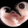 Curiosidades de la Naturaleza: embriones que se sincronizan para nacer