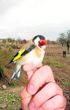 No al silvestrismo en Doñana