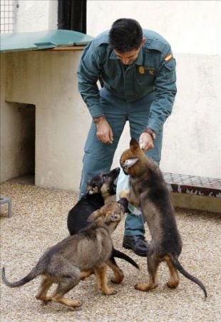 Acoge un futuro perro policía en tu casa