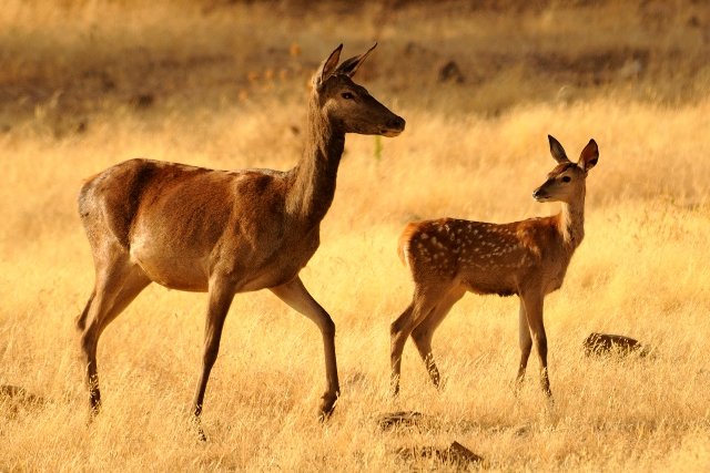 Curiosidades de la Naturaleza : Las crías y las hembras primero
