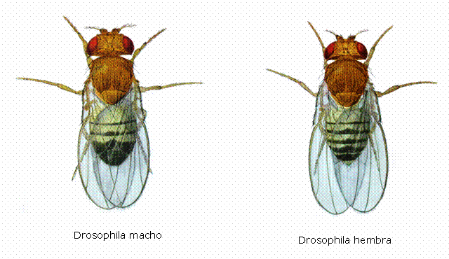 Curiosidades de la naturaleza: vencedores y vencidos en la copula