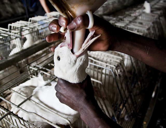 La reapertura del debate del foie gras