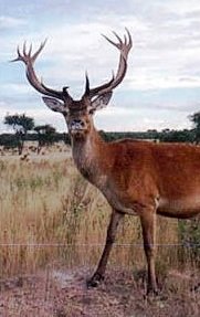 Curiosidades de la Naturaleza : Las crías y las hembras primero