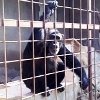 Una chimpancé enjaulada en una casa en “situación extrema”