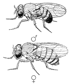 Curiosidades de la naturaleza: vencedores y vencidos en la copula