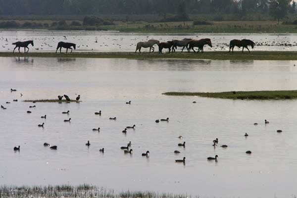 No al silvestrismo en Doñana