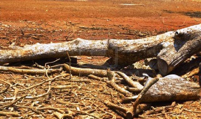 La sequía está llevando al xilema al límite