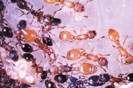 Curiosidades de la naturaleza: hormigas que “contrarrestan” “bajas” 