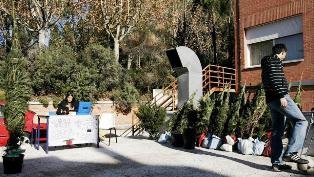 Árboles de Navidad solidarios para evitar la tala incontrolada