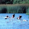 Las aguas de Doñana contaminadas