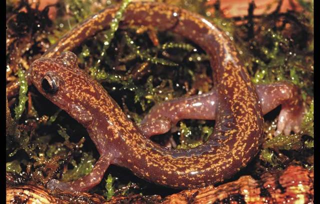 Curiosidades de la Naturaleza : Salamandras sin pulmones