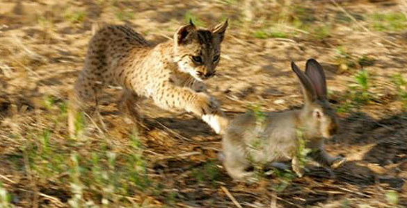 Curiosidades de la Naturaleza: El “metabolismo hibrido” del lince ibérico