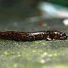 Curiosidades de la Naturaleza: Salamandras sin pulmones
