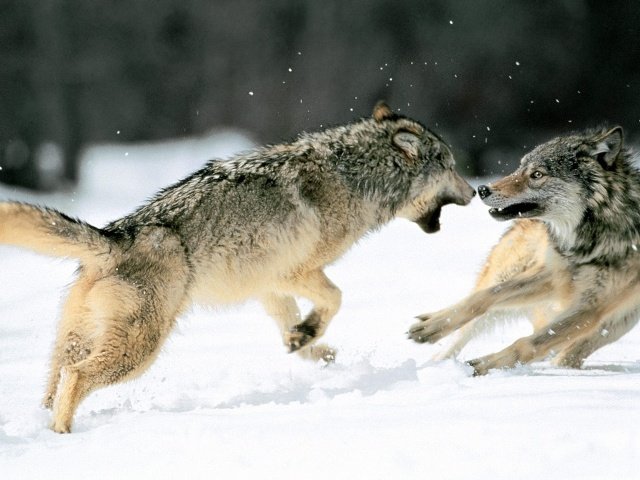 Los Sindicatos Agrarios envían mociones para exterminar a los lobos en Ávila