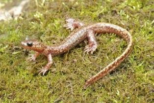 Curiosidades de la Naturaleza: Salamandras sin pulmones