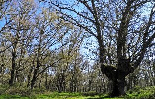 Ecologistas en Acción denuncian talas de arboles emblemáticos