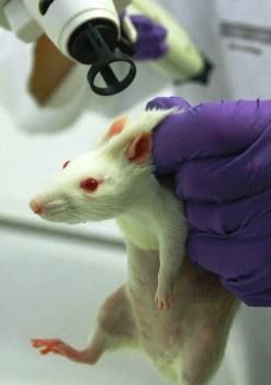El Gobierno aumenta la protección de animales en experimentación