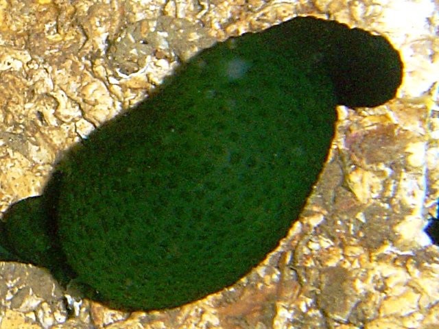 Curiosidades de la Naturaleza : Los machos en el útero