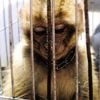 United Airlines ya no transportará monos para laboratorios o zoológicos