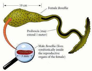 Curiosidades de la Naturaleza : Los machos en el útero