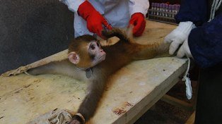 United Airlines ya no transportará monos para laboratorios o zoológicos