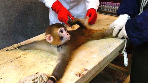 El Gobierno aumenta la protección de animales en experimentación