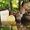 Curiosidades de la naturaleza : perfumes atractivos para hombres y felinos