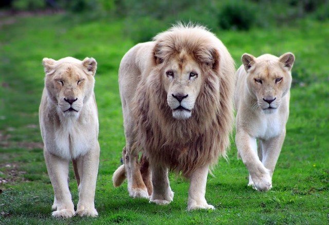 Zambia prohíbe la caza deportiva de felinos