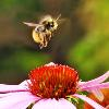 Bruselas “inquieta” por los efectos de pesticidas en abejas