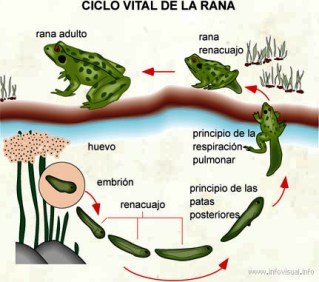 Concurso de microproyectos para la preservación de anfibios