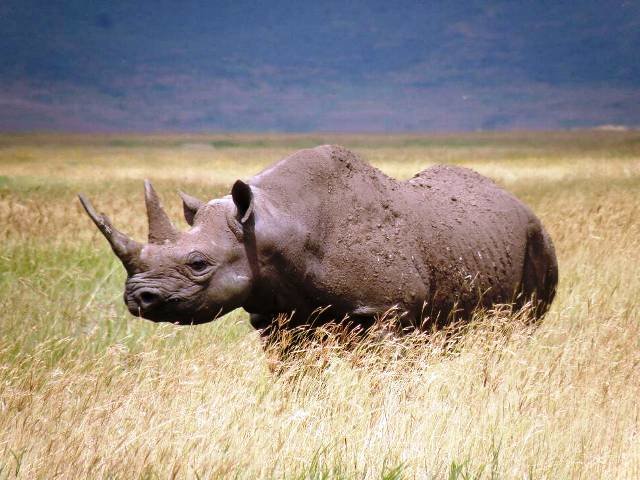 Curiosidades de la Naturaleza : “Culpa” “interna”