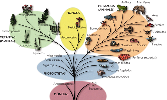 Curiosidades de la Naturaleza: Evolución dirigida por el comportamiento