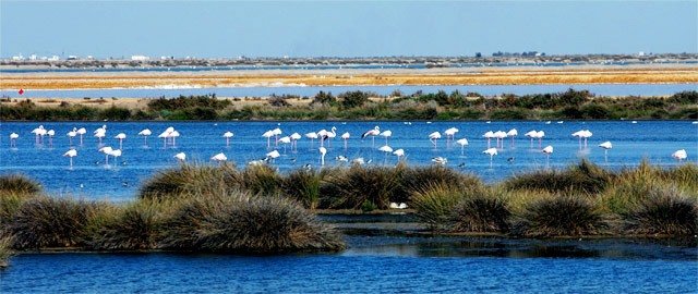 Pide a Felipe González que actúe por Doñana