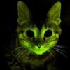 Gatos transgénicos y fluorescentes inmunes al sida