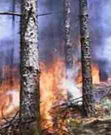 ¿Por qué aumentan los grandes incendios forestales?