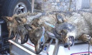 Comienza la matanza de lobos en Ávila